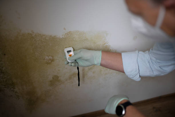 Attic Mold Removal in Mountville, PA