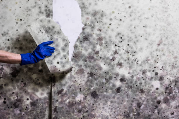Crawl Space Mold Removal in Mountville, PA