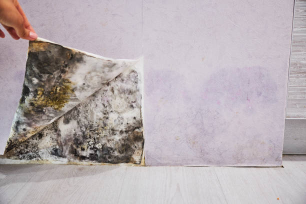 Best Same-Day Mold Removal  in Mountville, PA